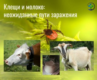 Клещи и молоко: неожиданные пути заражения