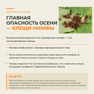 Осторожно: осенний пик активности клещей. Как защитить себя?